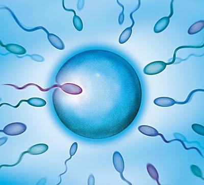 体外受精 IVF-ET